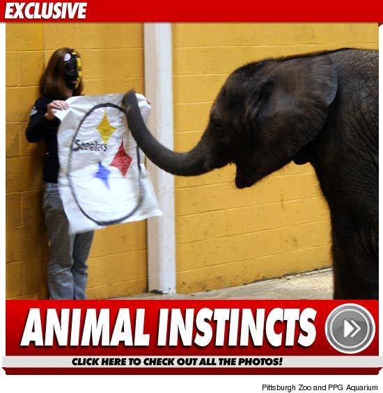0202_elephant_football_launch