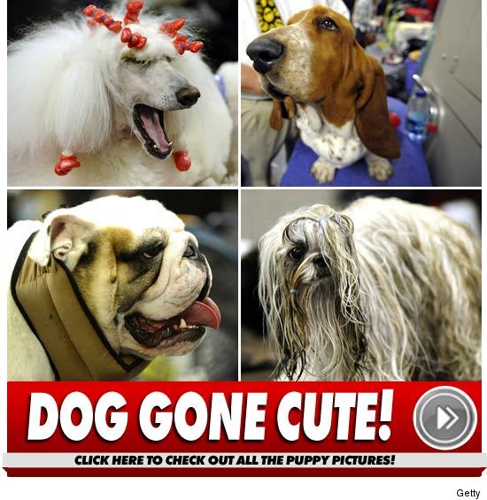 0215_dog_show_launch