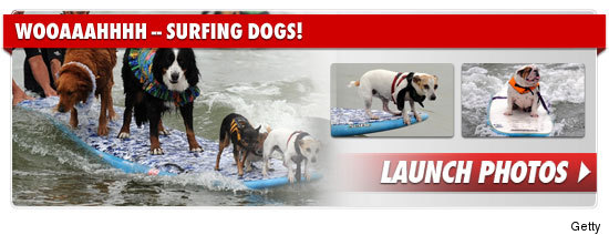0304_surfing_dogs_footer