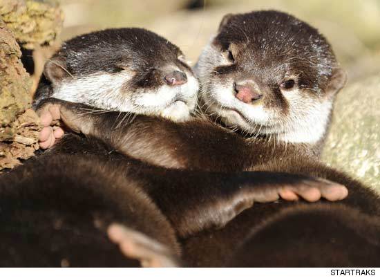 0309_otters_startraks