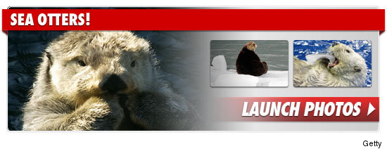 0321_sea_otters_footer