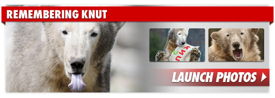 0323_A_knut_remembering_footer