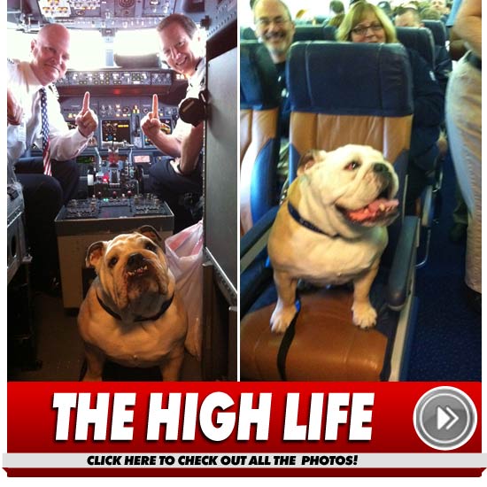 0401_dog_Launch