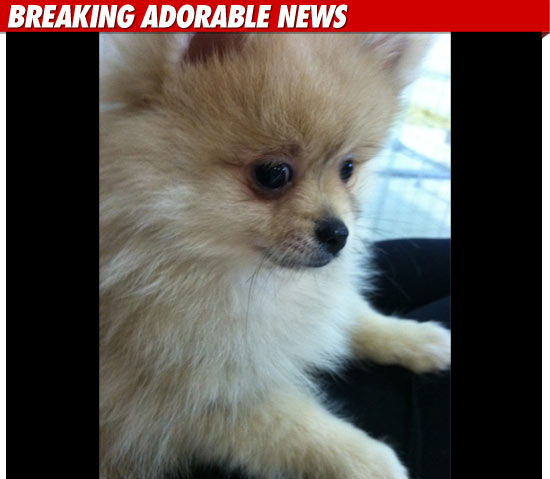 Amanda Bynes New Dog