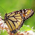 Commenter's Avatar