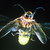 Commenter's Avatar