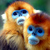 Commenter's Avatar