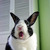 Commenter's Avatar