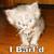 Commenter's Avatar