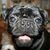 Commenter's Avatar