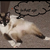 Commenter's Avatar
