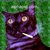 Commenter's Avatar