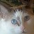 Commenter's Avatar