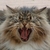 Commenter's Avatar