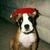 Commenter's Avatar