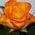 Commenter's Avatar