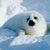 Commenter's Avatar
