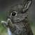 Commenter's Avatar