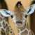 Commenter's Avatar