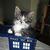 Commenter's Avatar