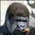 Commenter's Avatar
