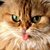 Commenter's Avatar