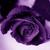 Commenter's Avatar