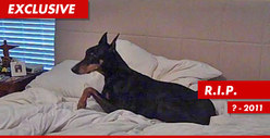 Salahi Dog Dies ... Of Broken Heart?