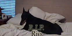 Michaele and Tareq Salahi's Dog -- The REAL Victim of the Break-Up