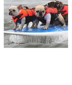 Fun Photos: Dogs Go Surfing in Southern California!