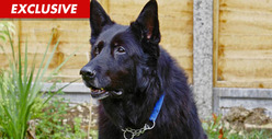Homeless 'Harry Potter' Dog -- Too Famous to Adopt