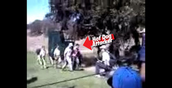 Tiger Woods Hot Dog Attacker -- Cuffed and Heckled [Video]