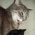 Commenter's Avatar