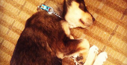 Selena Gomez' Dog Rocks Out ... Nearly Dies
