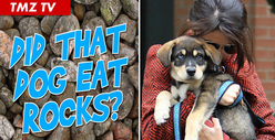 Selena Gomez -- Puppy's Rocky Meal All Works Out in the End 