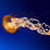 Commenter's Avatar