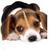 Commenter's Avatar
