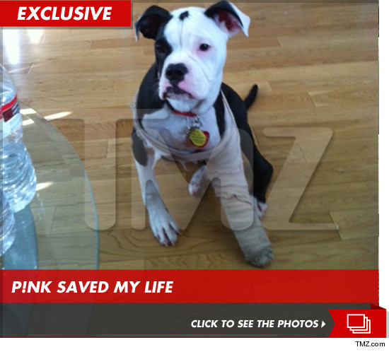 1223_PINK_DOG_LAUNCH_EX_TMZ_WM_2