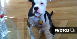 Pink's Rescued Puppy -- On The Mend [Pics]