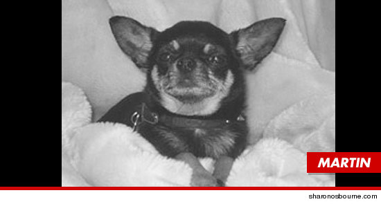 Kelly Osbournes dog Martin