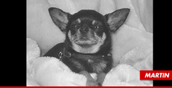 Osbourne Family Dog Martin Dies on Christmas