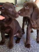 Kendall and Kylie Jenner's Presents: Puppies!
