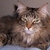 Commenter's Avatar