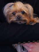 Guess Whose Adorable Pooch?