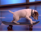 Uggie the Dog is Adorable on “Ellen!”