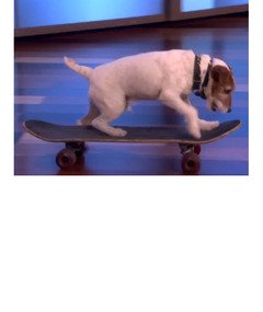 Uggie the Dog is Adorable on “Ellen!”