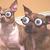 Commenter's Avatar