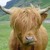 Commenter's Avatar