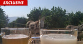 'Fear Factor' -- NBC Debating Donkey Semen ... Episode in Jeopardy