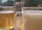 'Fear Factor' -- Donkey Semen Makes NBC Execs Hot 